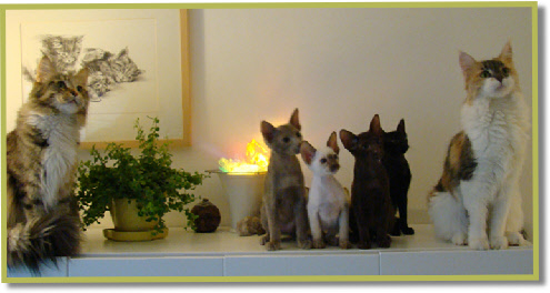 Coontjes Cantate en Iskay met de 12 wk oude kittens van Sunee
