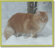 Zarzu in de sneeuw